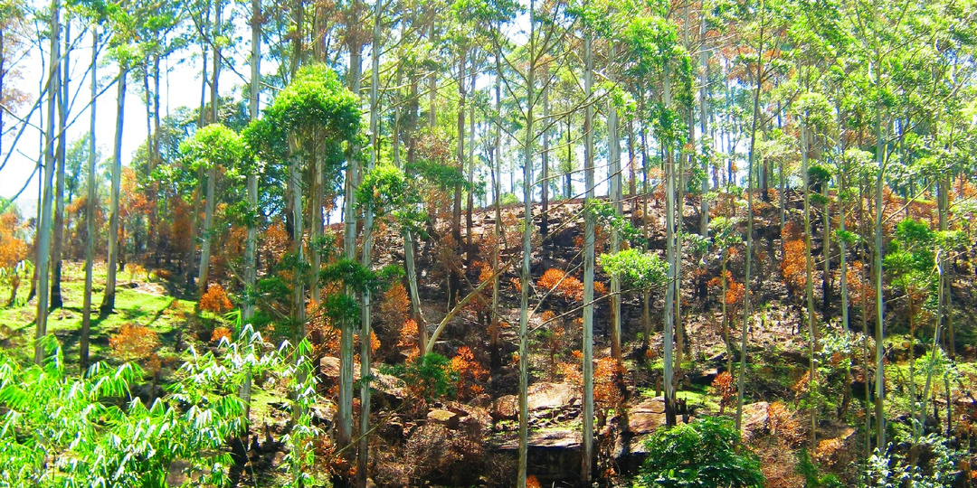 Прыгающие пиявки дождевого леса