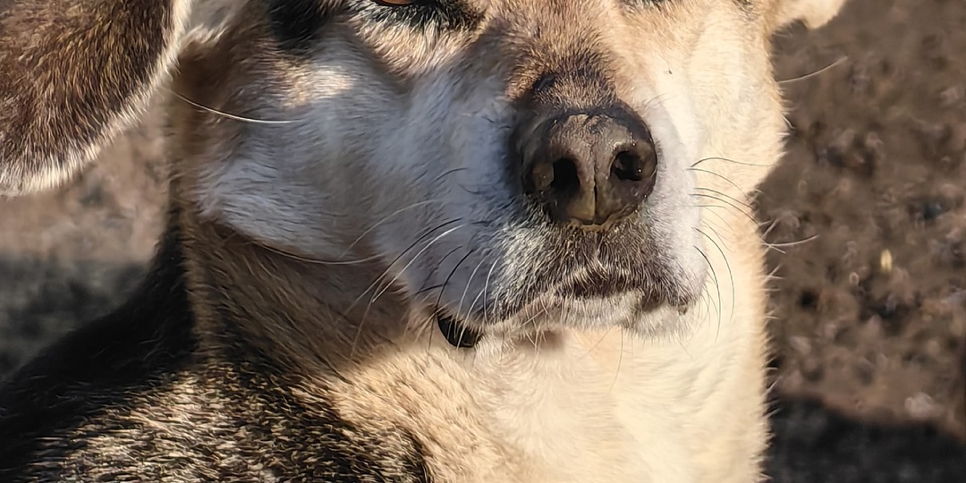 Герда. Обычная собака с необыкновенным сердцем