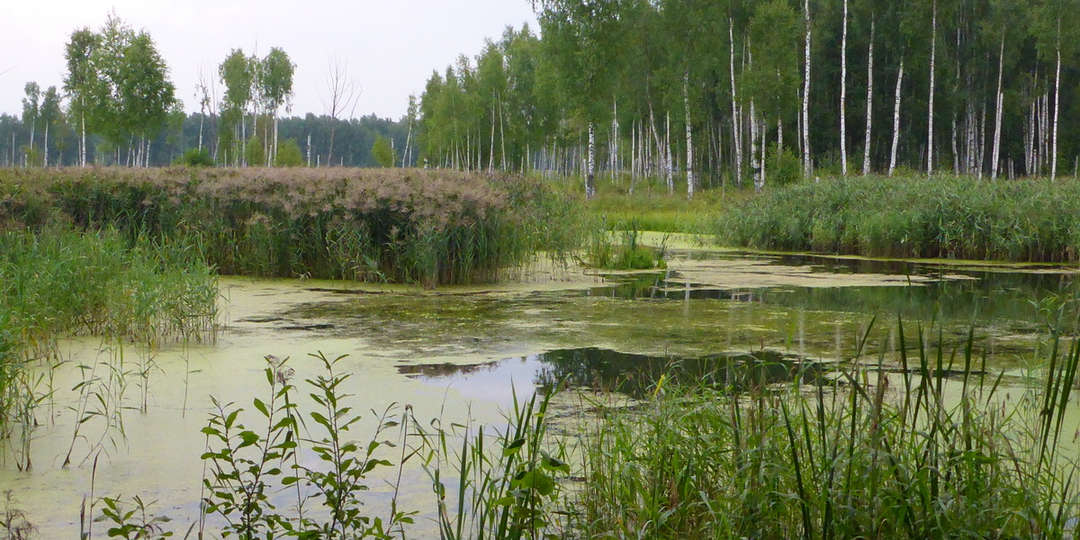 Нероятные приключения "Кошатины"