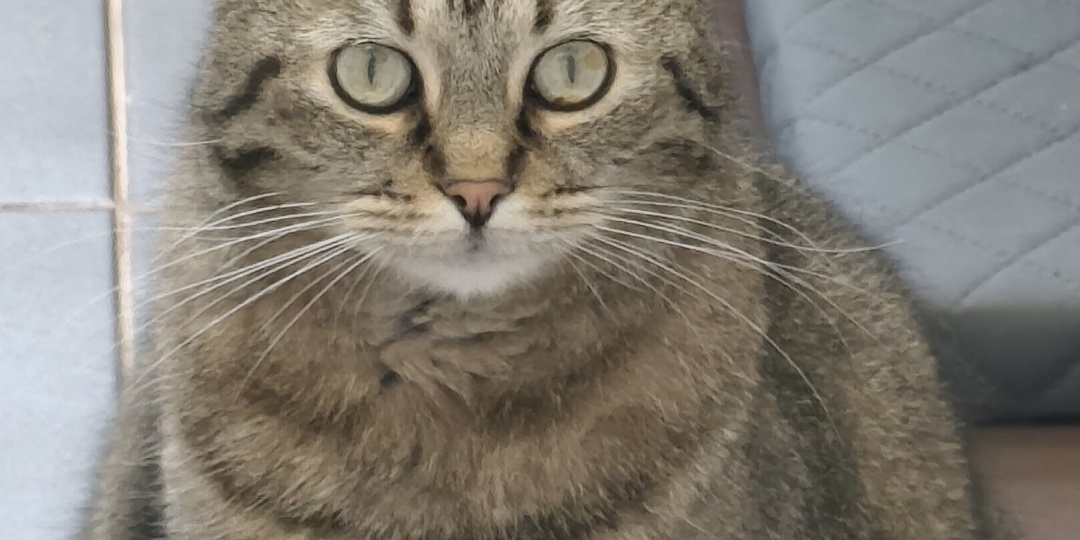 Кошка Тося ищет дом ☺️❤️‍🔥