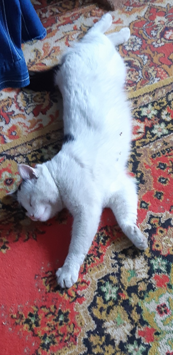 Всё весной случается, сердце молча мается, котикам и кошечкам нынче не до снааа!Травы пахнут мятою, очень-очень-очень жду котяток яяя! Будут ли в меня? О дааа! 