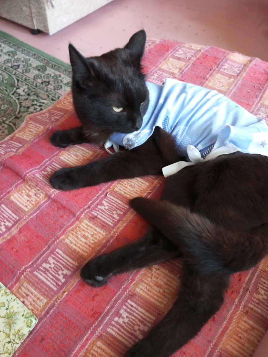 Лежит рядом со мной целый день.