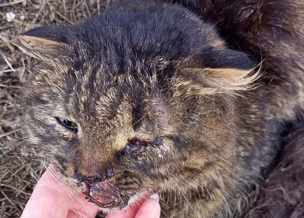     Фото: телеграм-канал «Клякса» / t.me/klyaksa_priyut