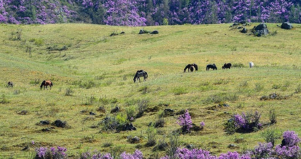 Цветение маральника — одна из самых красивых причин приехать на Алтай весной