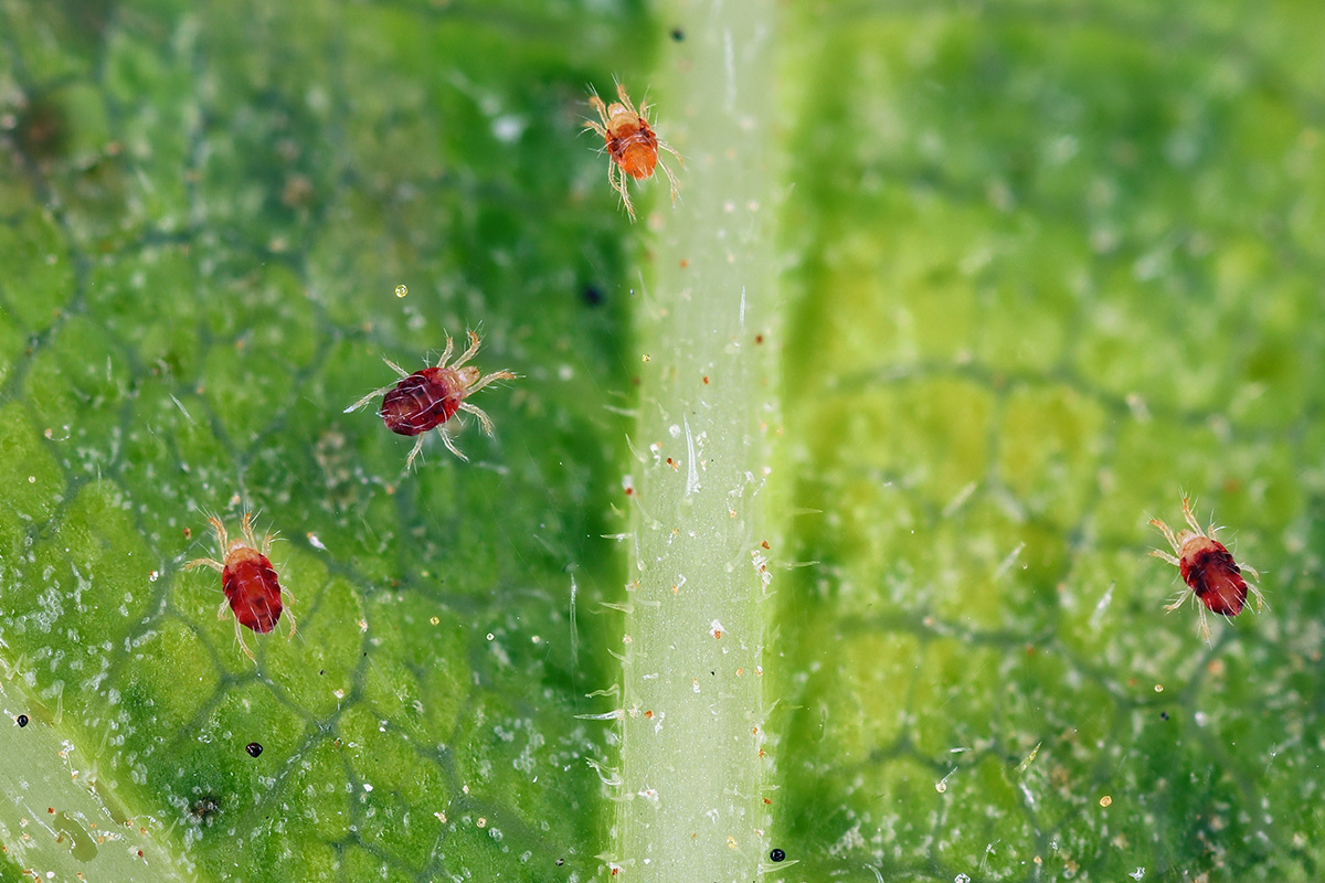 Tomasz Klejdysz / Shutterstock / FOTODOM📷Причиной скручивания листьев может стать атака насекомых-вредителей