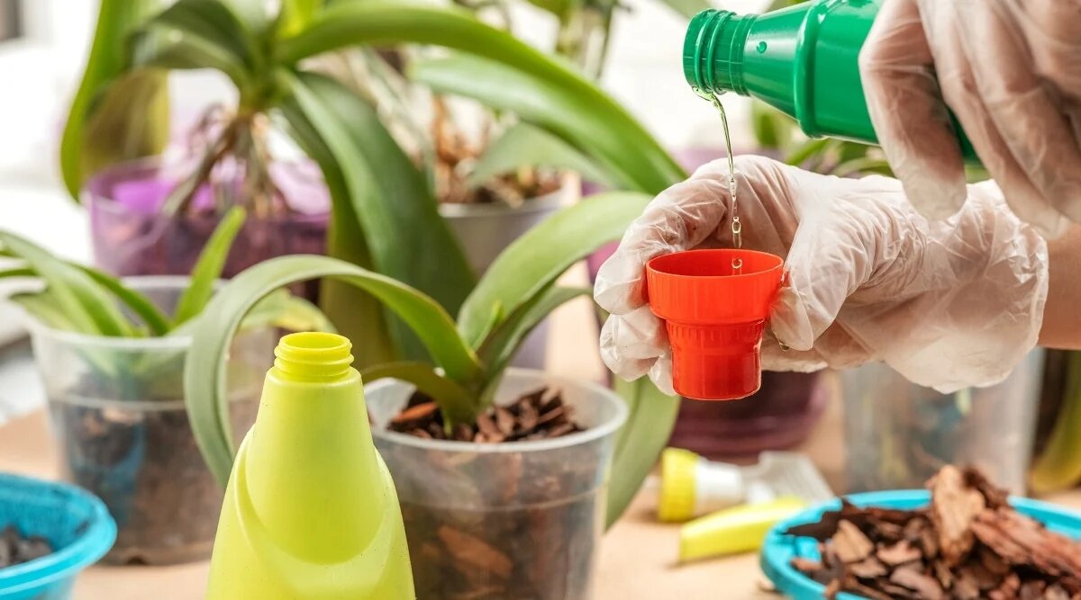 Подкормка орхидей весной: как разбудить растение после зимы