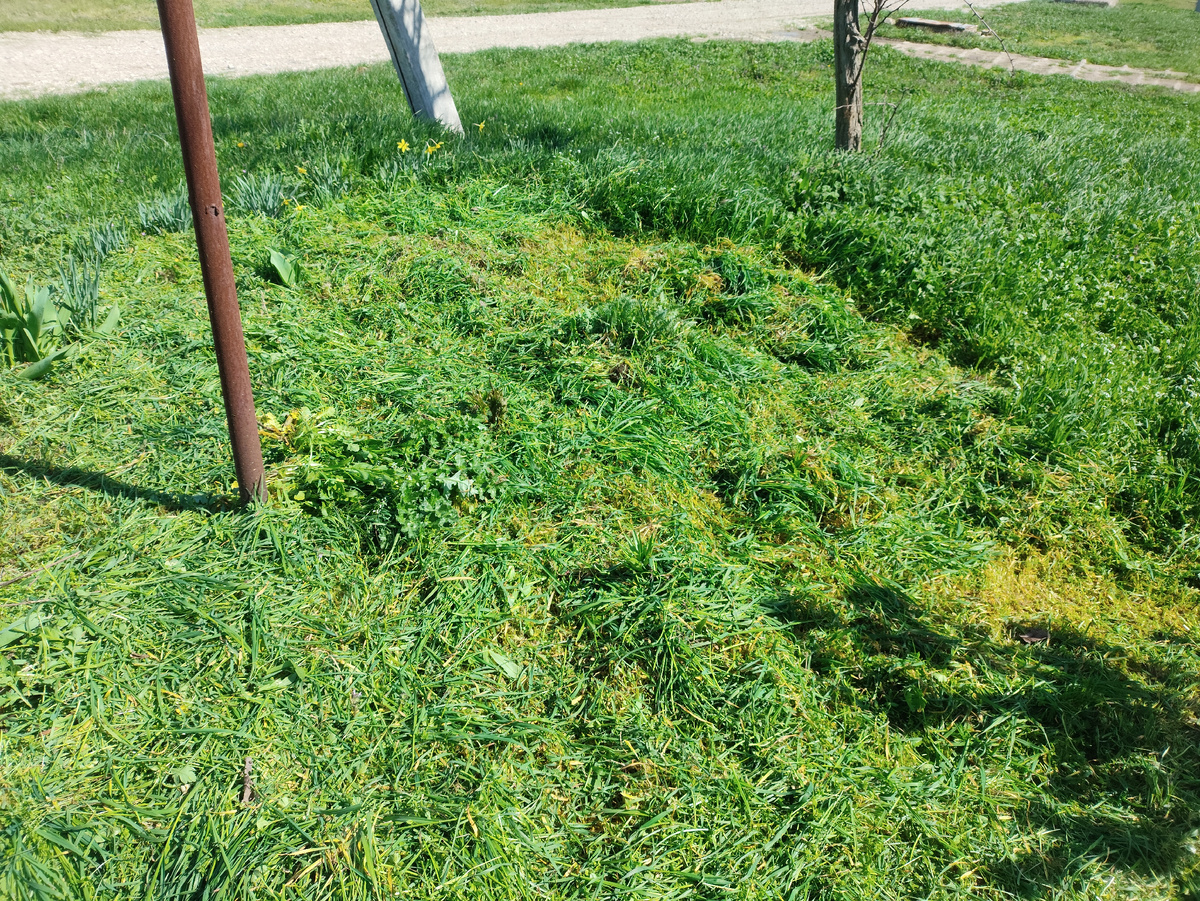 Где-то тюльпаны торчат, где-то пионы и лилии, даже хризантемы есть ))