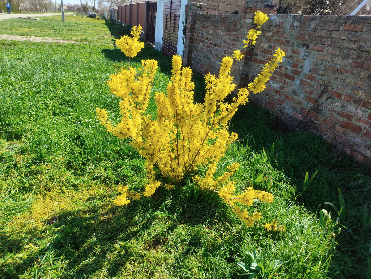 Форзиция во всей своей красе.