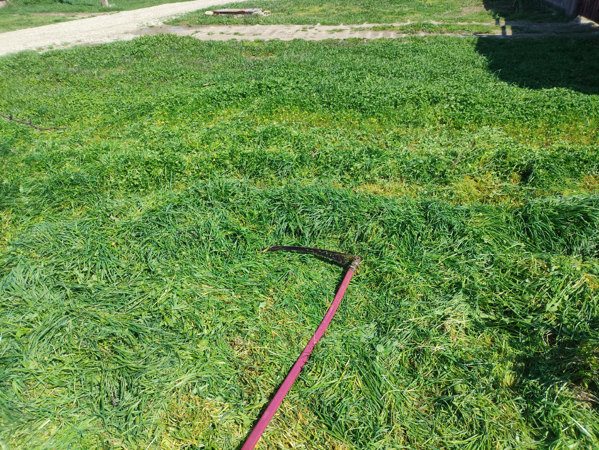 Стройные рядочки сочной травки