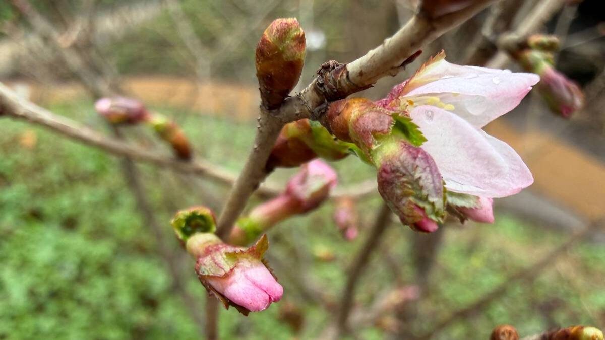    Фото: Пресс-служба ботанического сада МГУ Аптекарский огород