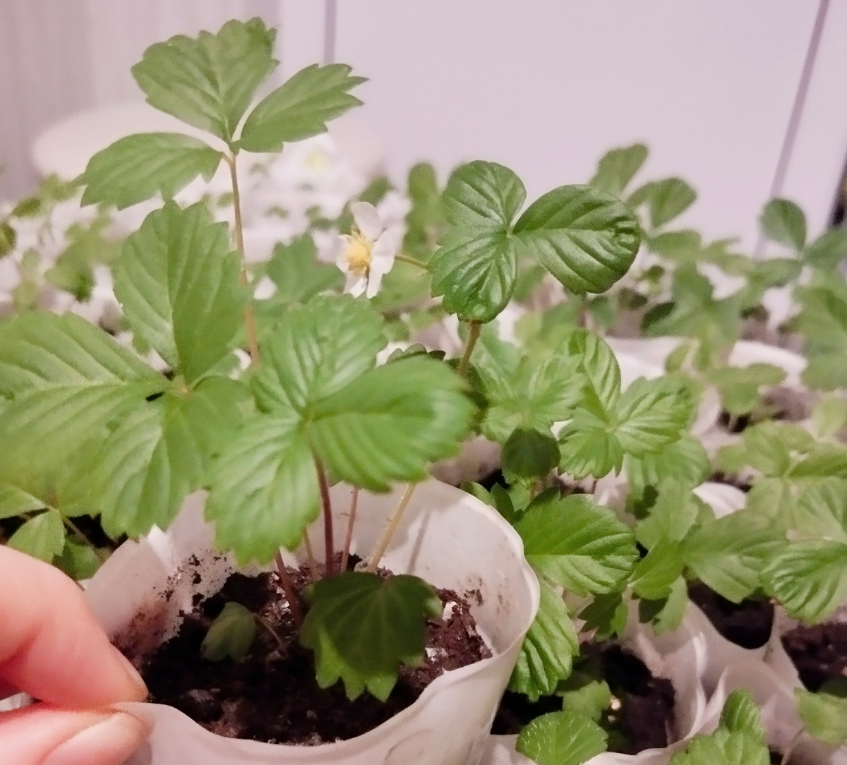 Фото автора статьи: Ворошиловой М. В. 02.04.2026 г. Такая милота 😍 кустики маленькие, а уже пытается урожай дать 🥰