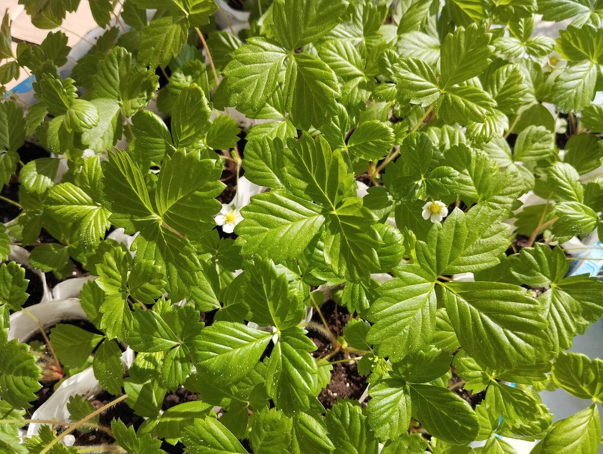 Фото автора статьи: Ворошиловой М. В. 08.04.2026 г. Рассада полностью готова к высадке в грядку.  Посев 08.02.2026 г. 