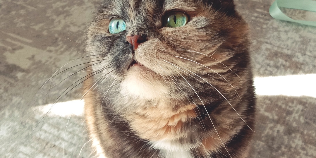 Почему стоит радоваться, когда кошка пристально смотрит вам в лицо