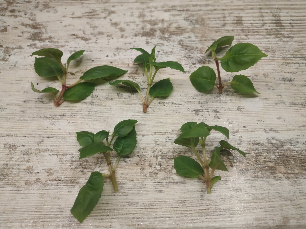 черенкование фуксии