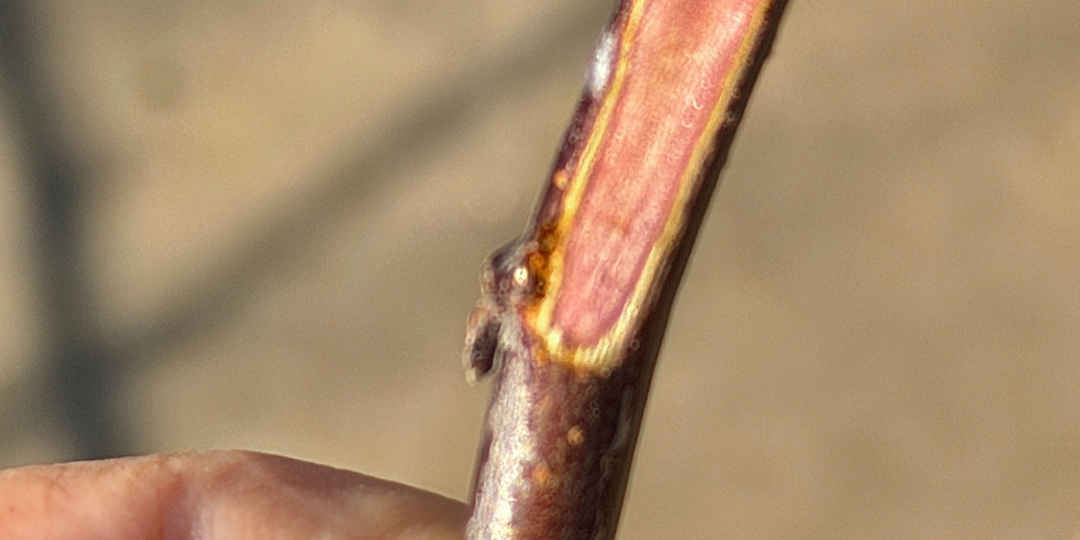 Ни дня без прививки! Чудо-яблоня. Будет. 2. Прививка и предыстория.