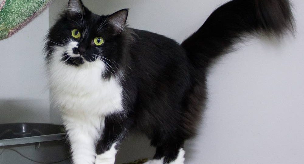 Красавица, которое тоже нужен шанс! 🙏⬛🐈