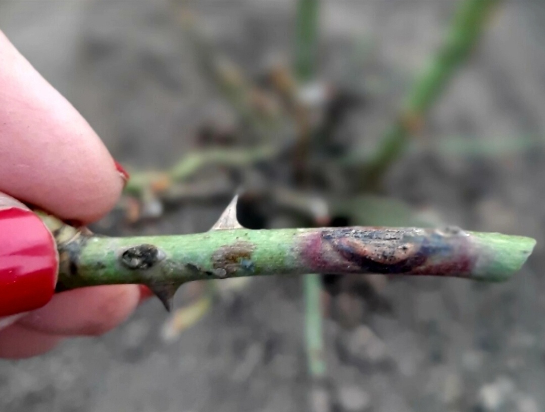 Инфекционный ожог розы. Классическая ситуацию. Бывают и цветовые вариации.