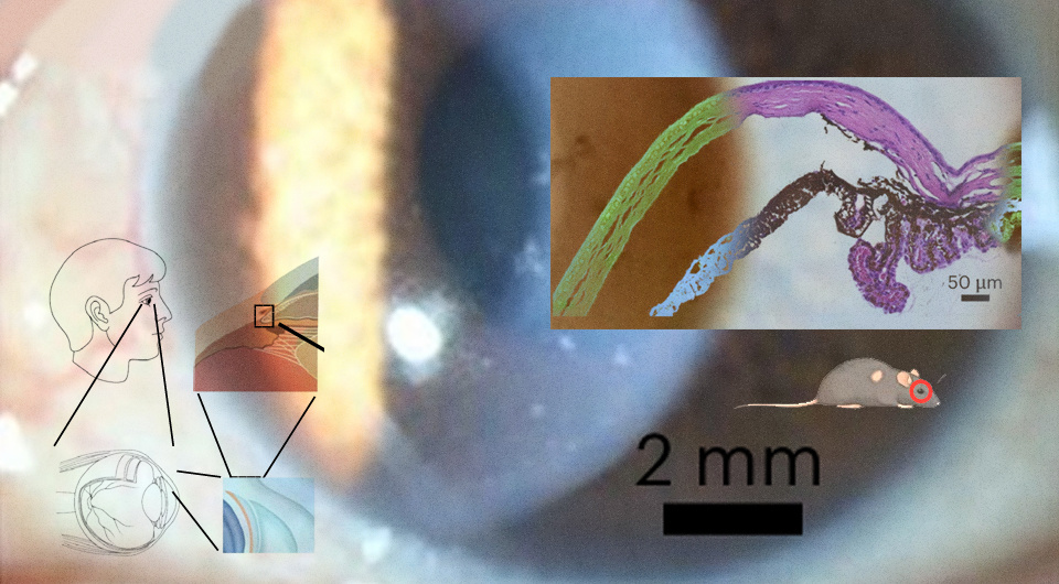   N + 1; Shuang Liu et al. / Nature Microbiology, 2026