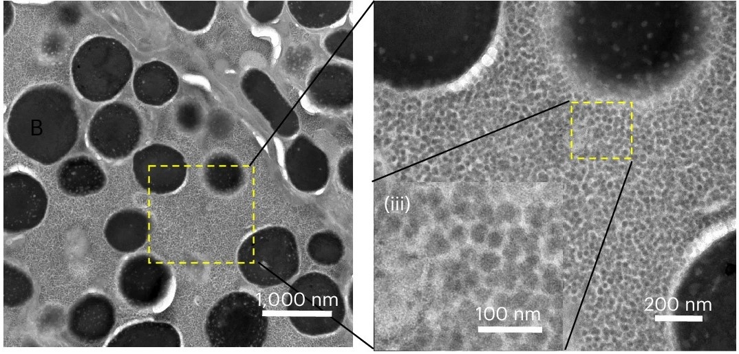   Shuang Liu et al. / Nature Microbiology, 2026