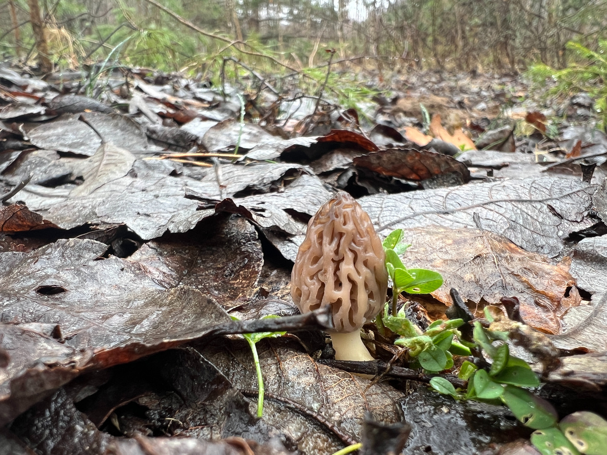 Первый сморчок сезона 2026. 