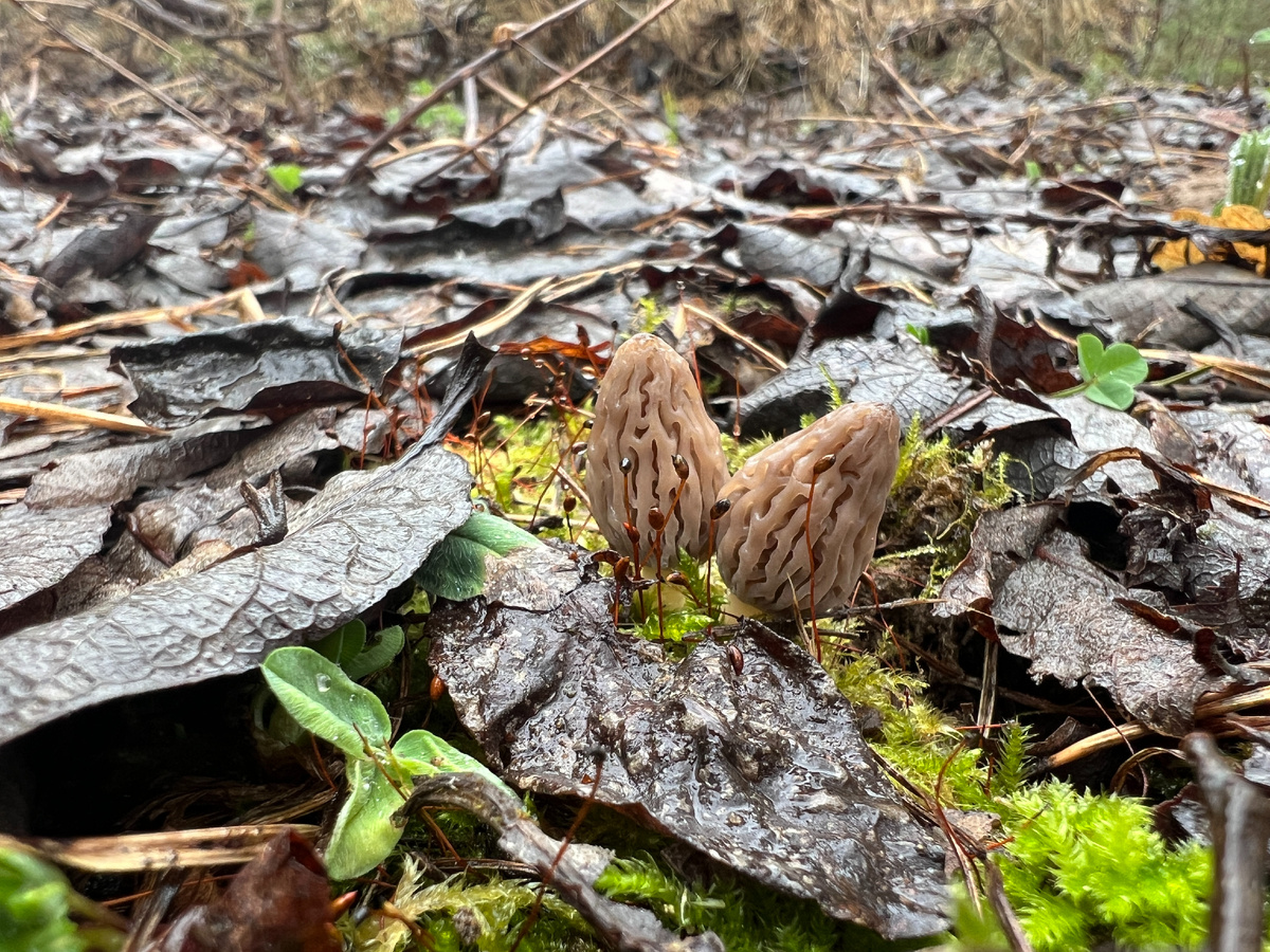 Грибы ростом сантиметра полтора