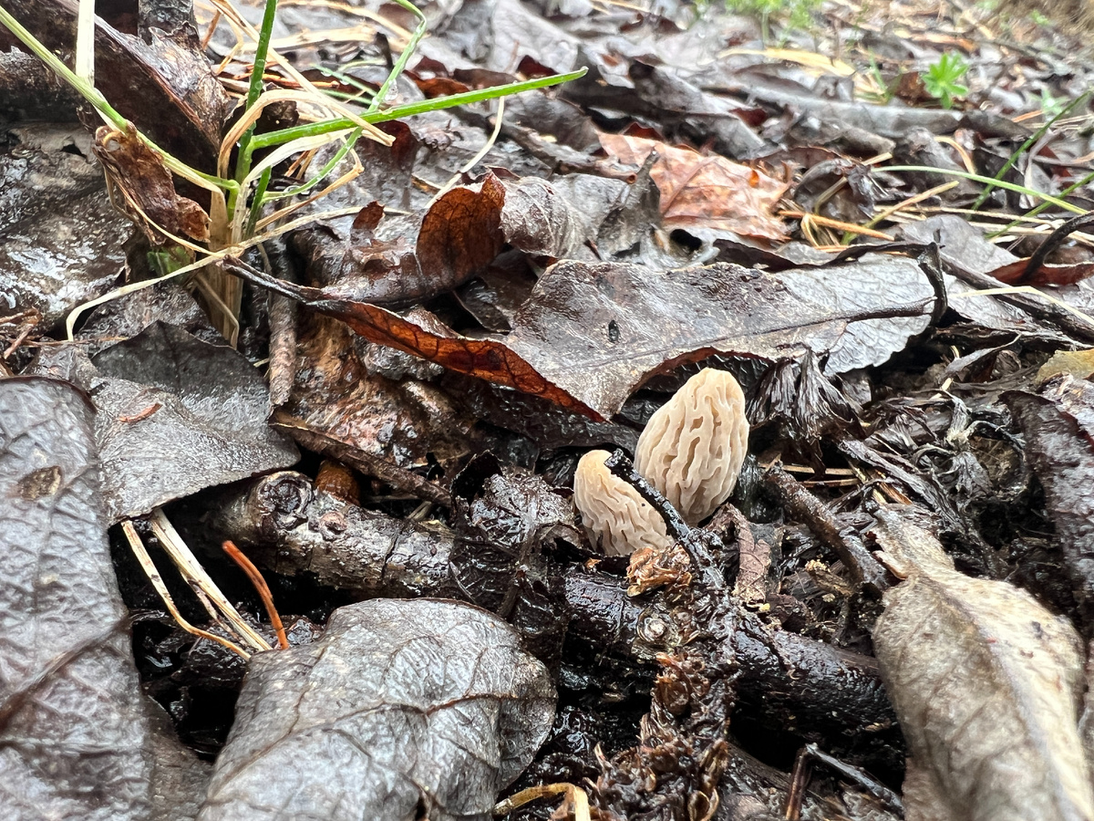 Эти еще меньше