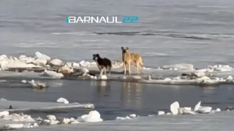     Собака на льду Оби в Барнауле. Лариса Васильева