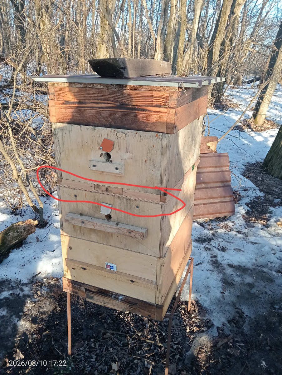 Слабая семья стоит сверху сильной. Красным цветом выделена диафрагма.