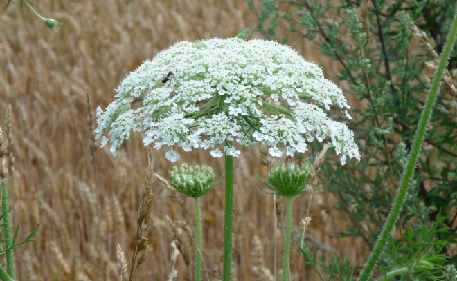    © pxhere.com/ru/photo/971575