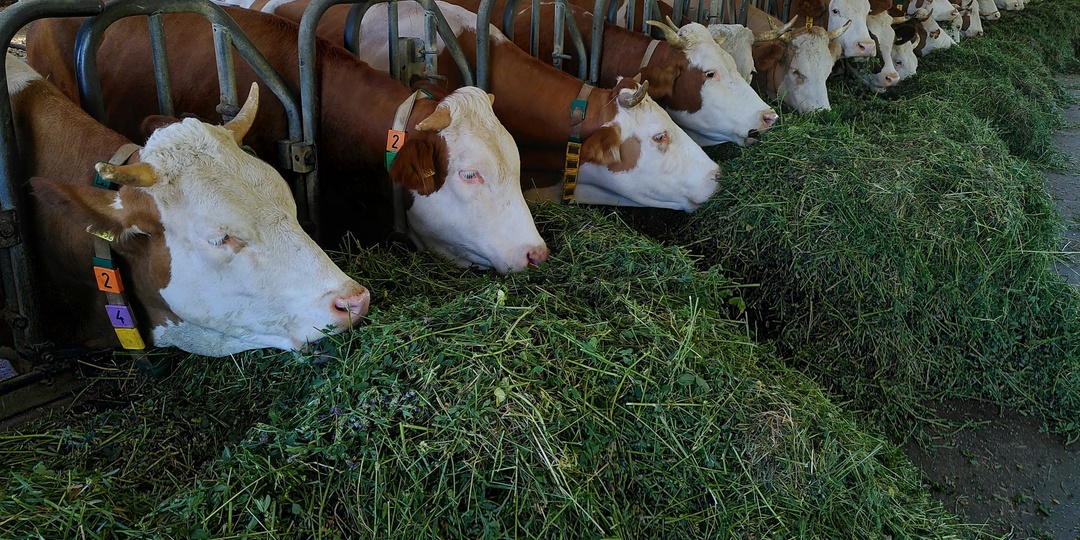 Фермеры просят отменить маркировку молочной продукции из-за риска банкротств