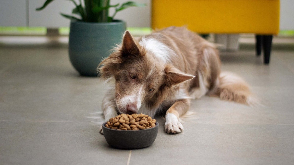    Древние инстинкты могут проявляться даже в домашней обстановке