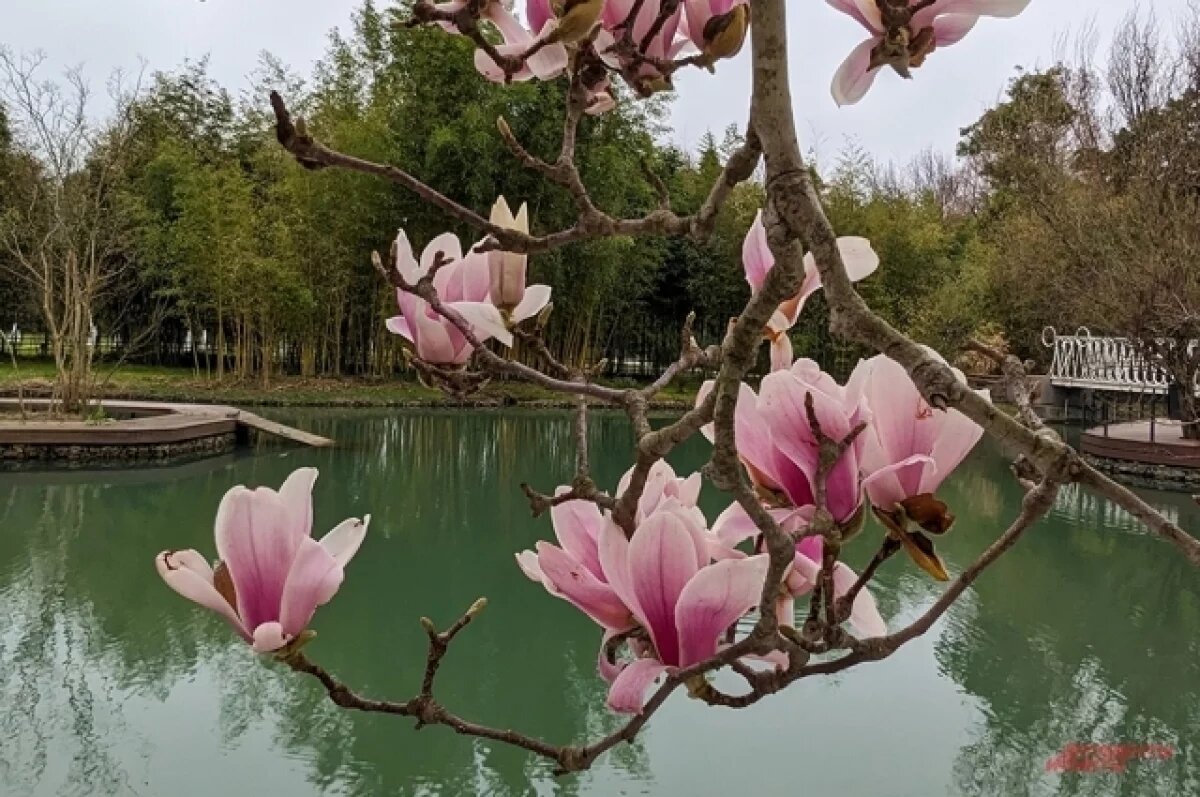    Экзотическое дерево – магнолия суланжа – расцвело в Крыму и Севастополе