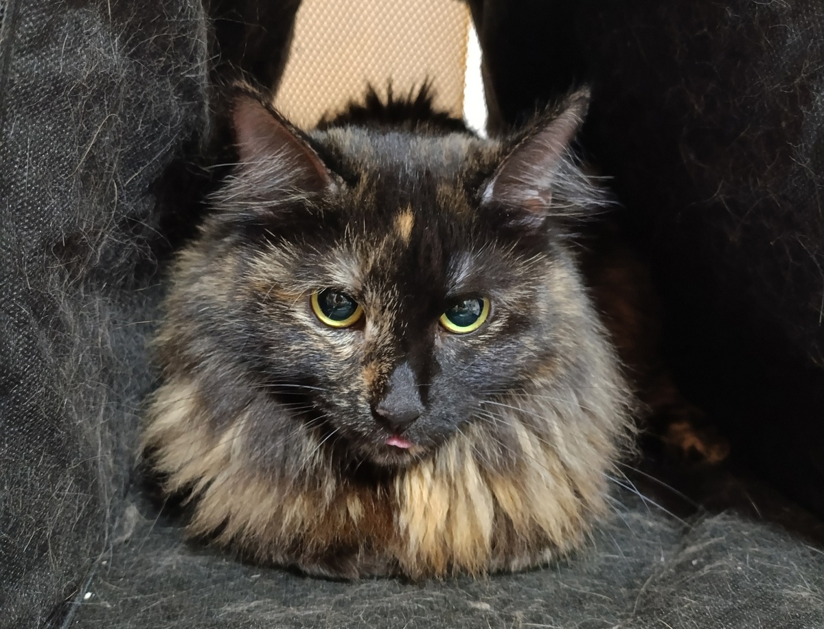 Мабиш домашняя, отдали по семейным обстоятельствам.