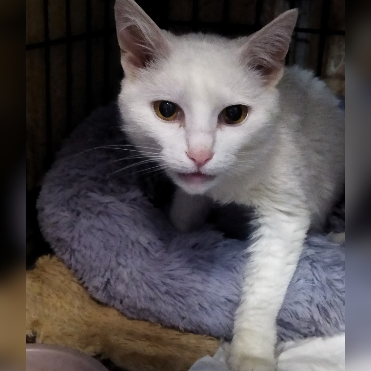 Бельчик домашняя кошечка, отдали по семейным обстоятельствам.