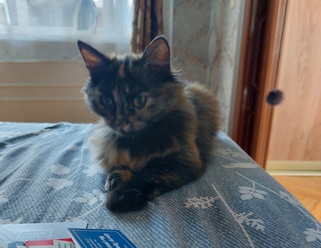 «Добрый день! Все хорошо! Тусенька осваивает дом, постепенно) Хорошая, ласковая, любит поговорить!💝🐈💖». 