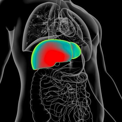 🏆 Печень — главный фильтр вашего успеха