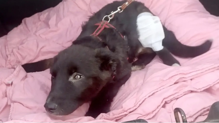 Шерхану сняли швы