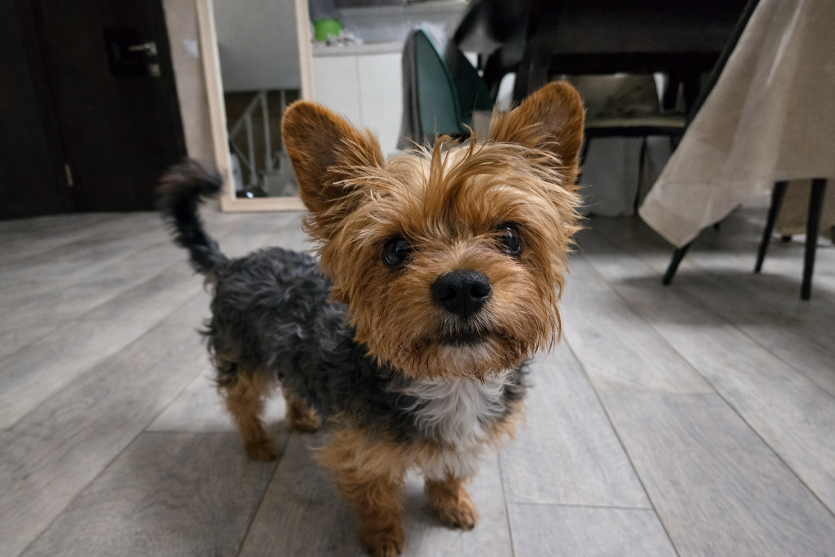 Веня скулит