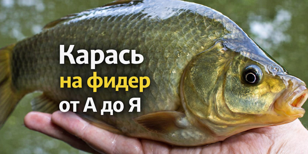 Карась на фидер от А до Я — полный разбор всей системы в одной статье.