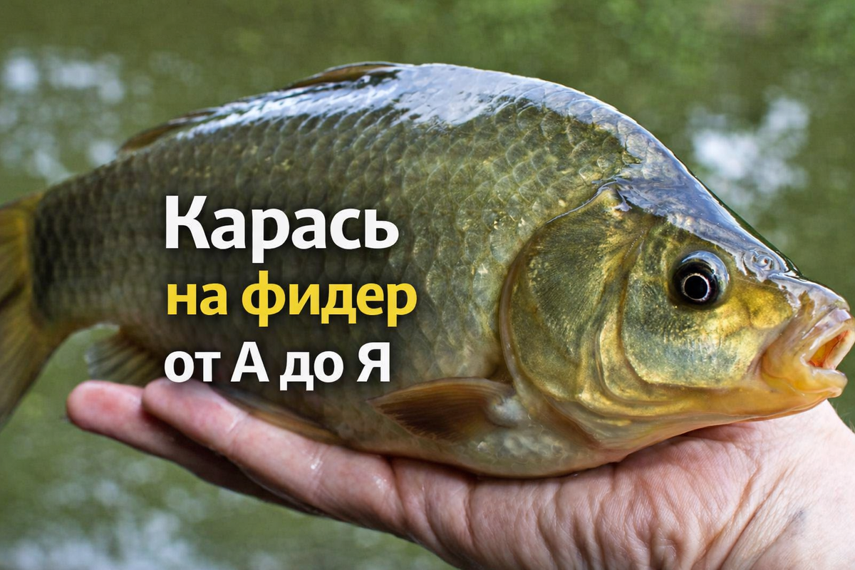 Карась на фидер от А до Я. Фидерная рыбалка с Кузьмичом