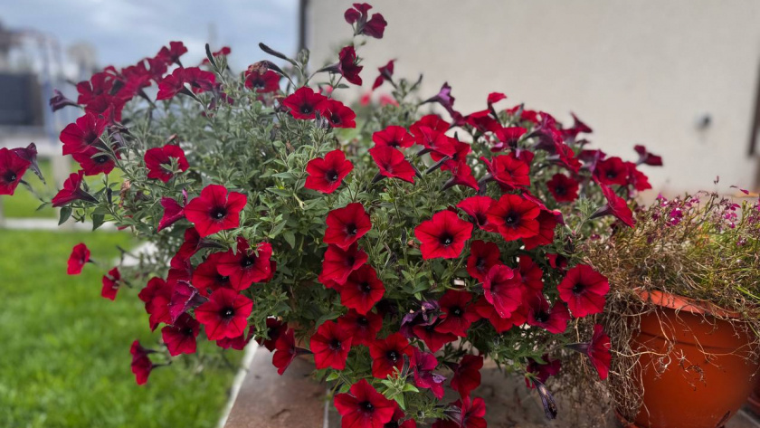    Первый городской канал Калининград