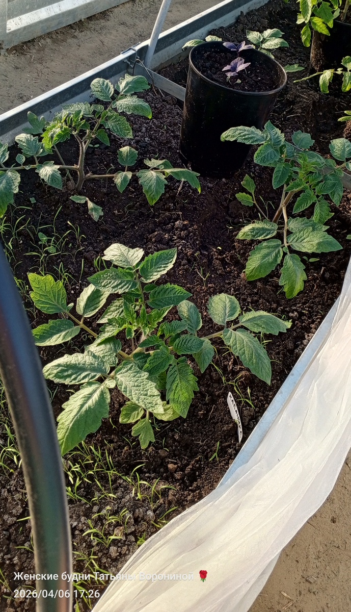 Сорт Кабаняка Минусинской коллекции томатов