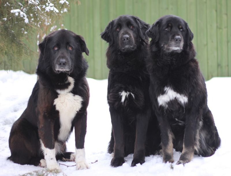 Тувинская собака, или тувинская овчарка. Фото: petstory.ru