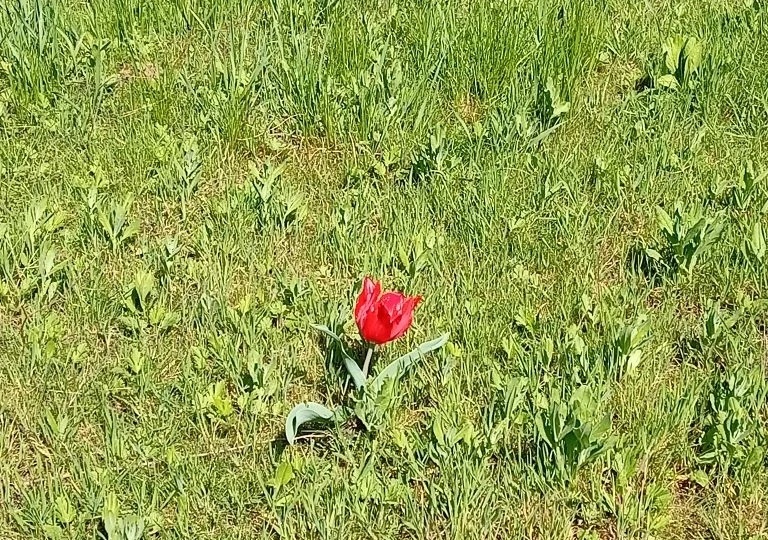 Огонек в степи.