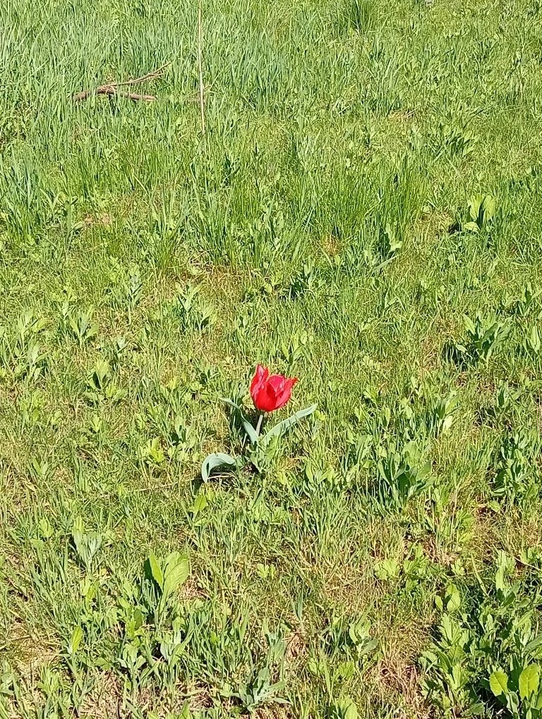 Тюльпанчик, который так порадовал.