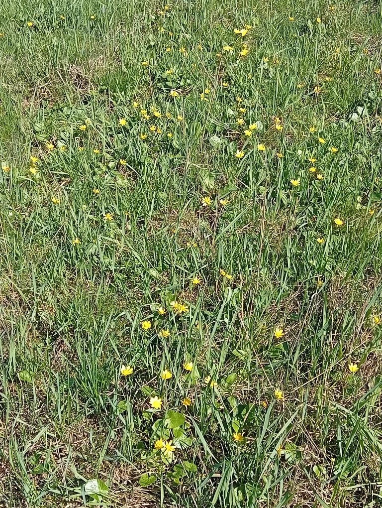 Подснежников много в степи.