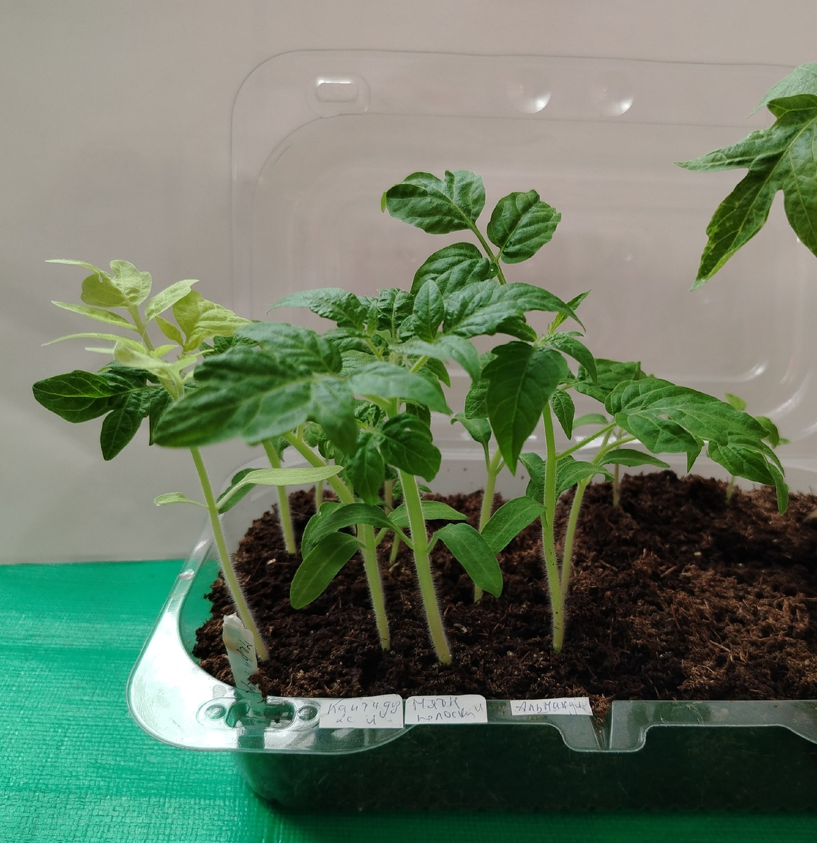 Томаты детерминантные сортов в небольшом объёме грунта до пикировки/фото автора статьи