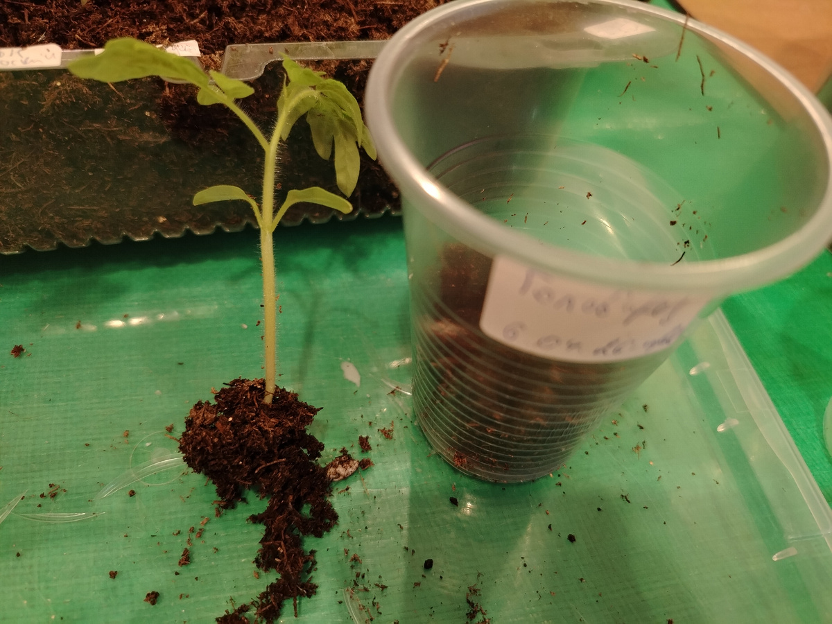 Пересадка томатов в пластиковые стаканчики объёмом 250мл/фото автора статьи 