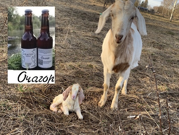 Это третья  родившая коза