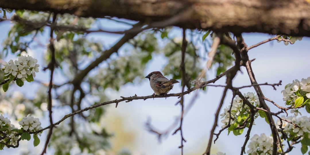 Период гнездования в парках Москвы: как гулять, не тревожа птиц